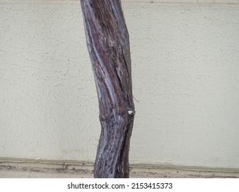 Tree Trunk On The Background Of The Wall. Thin  Tree Trunk. Southern Shrubbery. Plant Stem