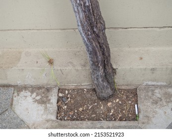 Tree Trunk On The Background Of The Wall. Thin  Tree Trunk. Southern Shrubbery. Plant Stem