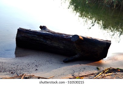 tree trunk on the beach