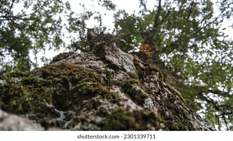 tree trunk on close up 