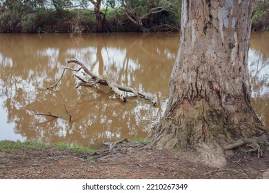 Tree Trunk On Werribee River