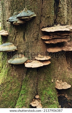 Tree trunk overgrown with fungus.