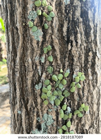A tree trunk overgrown with small climbing plants.