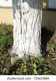 tree trunk painted