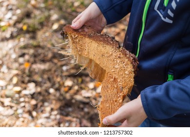 tree trunk part in hand