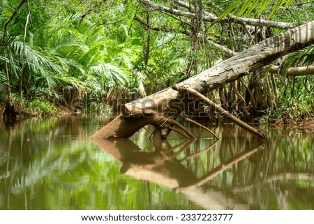 A tree trunk is parted due to the storm weather into swamp river at the rainforest deep jungle. Nature environmental photo scene.