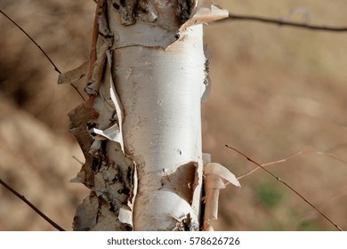 Tree Trunk with Peeling Bark - Close up photograph of a tree trunk with peeling bark and a white trunk. Selective focus on the bark of the tree. 