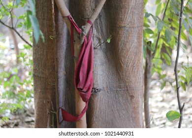 tree trunk with red knot 