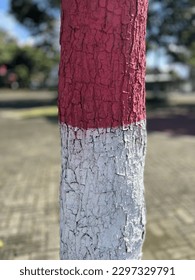 Tree trunk in red and white