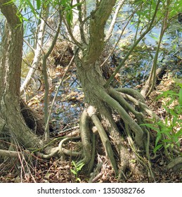 tree trunk roots exposed near the edge of a waterway