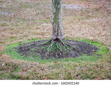 Tree Trunk Roots with Ring of Green Grass