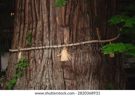 Tree trunk rope bark forest sacred shrine nature old cedar tree trunk wrapped with straw rope, rough bark, green leaf, forest shrine setting, sacred symbol, old wood texture, natural landmark