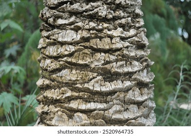 A tree trunk with a rough, textured bark. The bark is brown and has a few green leaves on it