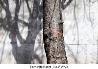 Tree Trunk And Shadows On Street