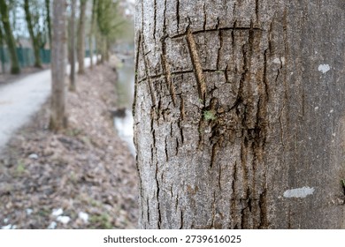 Tree trunk showing carved initial graffiti with an outdoor natural pathway in background