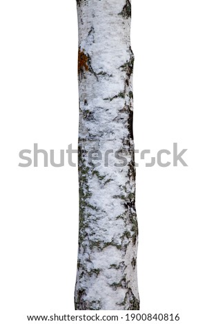 tree trunk with snow isolated on white 