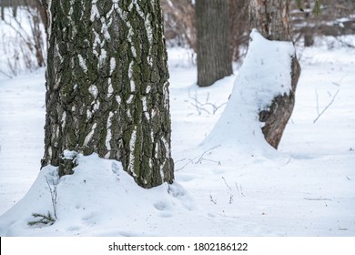 A tree trunk with snow in winter. The trunk of a birch tree covered with snow. Nature in winter. Trees in winter.