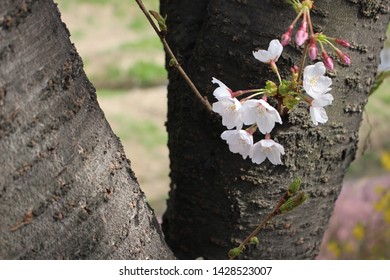 tree trunk with some cherry blossoms