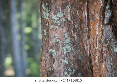 Tree trunk with spider web - Powered by Shutterstock