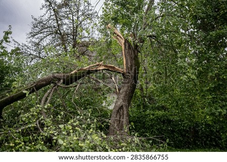 A tree trunk is split lengthwise where a major limb has torn loose, the pale exposed wood contrasting against the surrounding green canopy.