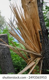 tree trunk split in the middle by lightning flash (dead damaged trees) splintering shards of wood splinters (splinter wooden destruction) forest damage