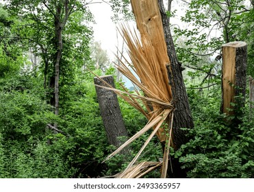 tree trunk split in the middle by lightning flash (dead damaged trees) splintering shards of wood splinters (splinter wooden destruction) forest damage
