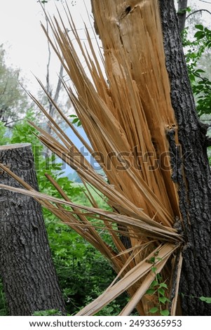 tree trunk split in the middle by lightning flash (dead damaged trees) splintering shards of wood splinters (splinter wooden destruction) forest damage