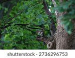 Tree trunk with squirrel. Squirrel sitting on a branch.