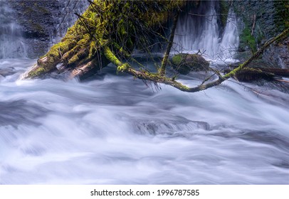 A tree trunk in a stormy river stream. Flowing water. Water stream. Water flow