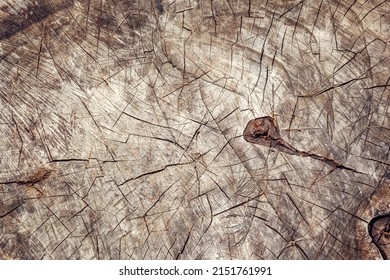 Tree Trunk Stump Cut Top View On Grass Ground. Stump Wood Root - Cut Down With Chainsaw. Tree Felling Overhead View From Above Photo