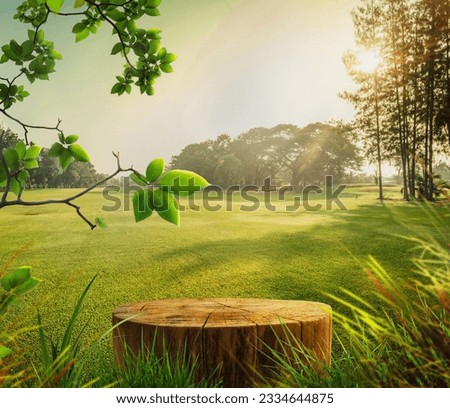 Tree trunk stump as a table in a nature garden park on holiday. With a drooping tree branch, trunk with a smooth surface, to show your products, trees and sunlight in background	