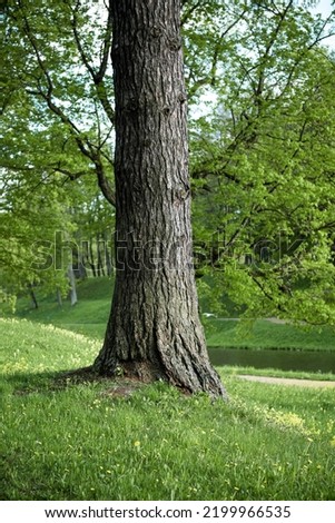 A tree trunk in a summer park