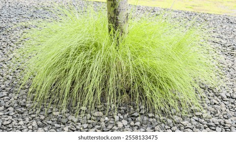 A tree trunk surrounded by lush green ornamental grass grows in a bed of small gray stones, creating a vibrant and appealing contrast in this natural outdoor setting.