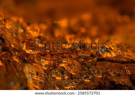 A tree trunk sweated with temperature changes. Close up photgraphy. 