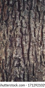 Tree Trunk Of Swietenia Mahagoni Tree, Commonly Known As American Mahogany, Cuban Mahogany, And West Indian Mahogany