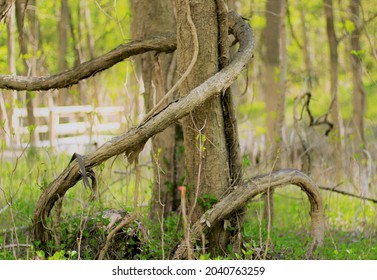 Tree Trunk With Tangled Branches