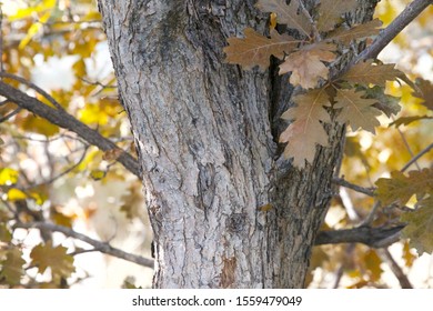 tree trunk with a lot of texture 