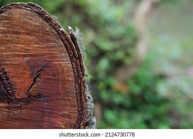 tree trunk texture, close up photo of brown wood trunk texture, mahogany tree, with bokeh background - Shutterstock ID 2124730778