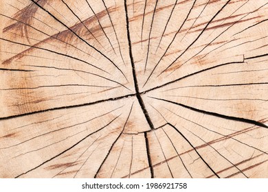 Tree trunk texture. Cross-cut of a tree trunk with cracks due to improper drying of the wood. Close-up of a log sawn across.