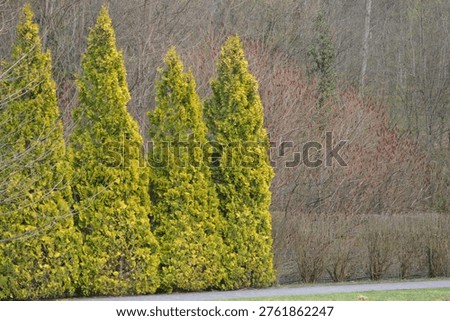 Tree trunk with textured bark and branches in garden, natural background. Beautiful magnolia tree covered with white blossoms in early spring, standing in a forest with bare trees and soft cloudy sky. Natural seasonal scene symbolizing renewal, growth, and springtime beauty. Close-up of small white flowers blooming on tree branches in spring. Detailed natural texture with buds and fresh greenery, ideal as floral background or seasonal concept. Close-up of a tree trunk with textured bark and branching limbs in a garden setting. Natural outdoor scene with greenery and ivy in the background, highlighting organic textures and details.