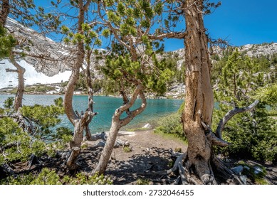 A tree with a trunk that is bent and has a few branches sticking out of it. The tree is surrounded by a body of water