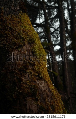 A tree trunk thickly covered in moss in the heart of a mountain forest, a natural landscape that remains unspoilt.