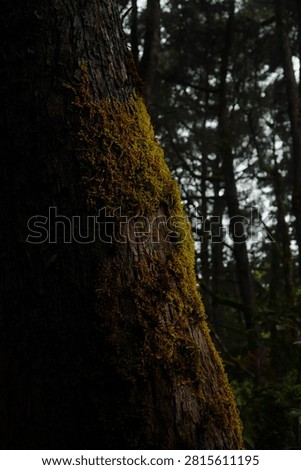 A tree trunk thickly covered in moss in the heart of a mountain forest, a natural landscape that remains unspoilt.