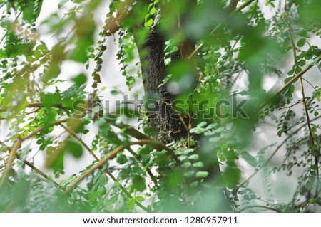 Image, Stock Photo Bookfinch brings water to his boy