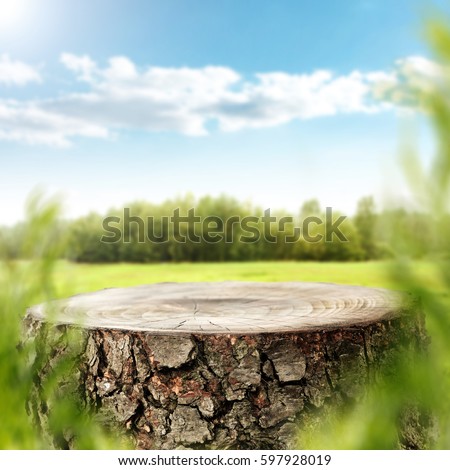 Tree trunk top for your decoration and spring landscape 