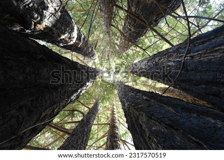Tree Trunk Tunnel in Guerneville, CA