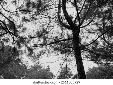 tree trunk view from bottom to top