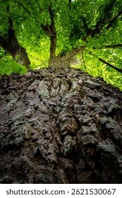 tree trunk viewed from below