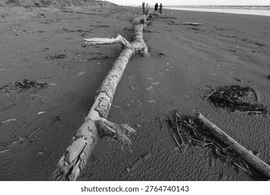 A tree trunk washed up onto the sandy beach at Pendine, Carmarthenshire, Wales, UK.
