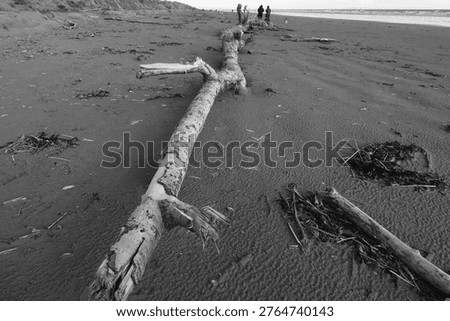 A tree trunk washed up onto the sandy beach at Pendine, Carmarthenshire, Wales, UK.
